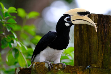 Oriental Pied Hornbill