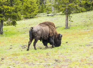 Rolgordijnen Buffalo in Yellowstone National Park © Fyle