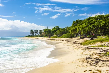 Foto op Plexiglas Raisins Clairs beach in Saint Francois in Guadeloupe © Fyle