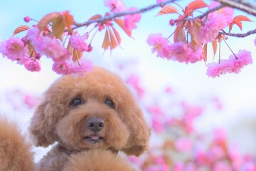 八重桜トイプードル