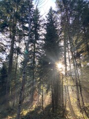 Obraz premium 森 杉