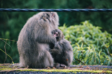 Wild monkey in Yakushima island Kagoshima Japan