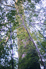 Winter Yaskuhima forest in Kyusyu Japan.