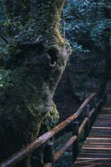 Winter Yaskuhima forest in Kyusyu Japan.