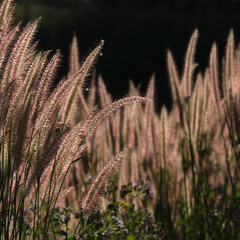 Wild flowers close up with sunlight shading