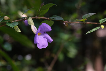 Beautiful pink flowers blooming closeup, nature background 