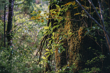 Winter Yaskuhima forest in Kyusyu Japan.