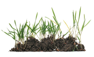 Green winter young wheat with soil isolated on white 