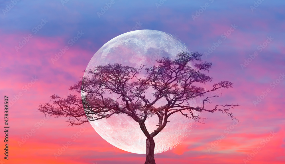 Aufkleber lone acasia tree with full moon rising in the background 