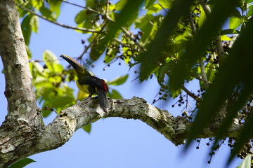 Fototapeta premium Lettered aracari (Pteroglossus inscriptus) Ramphastidae family. Location: Mamori, Amazon rainforest, Brazil