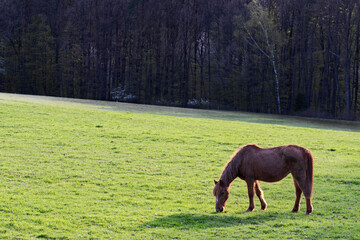 The horse - Equus ferus caballus, popular beautiful large domestic animal on pasture, Zlin, Czech...