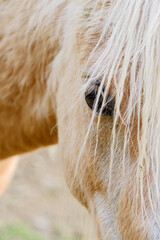 The horse - Equus ferus caballus, popular beautiful large domestic animal on pasture, Zlin, Czech...