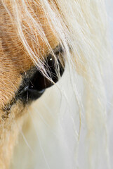 The horse - Equus ferus caballus, popular beautiful large domestic animal on pasture, Zlin, Czech...