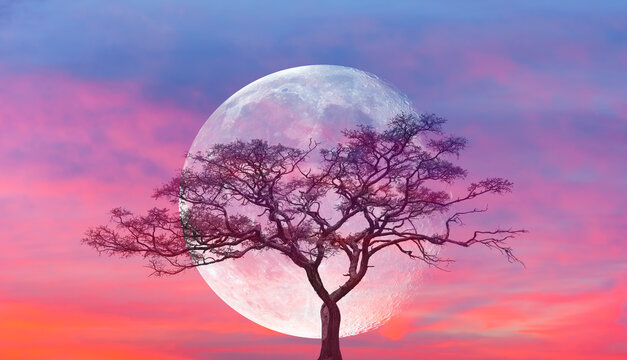 Lone acasia tree with full moon rising in the background "Elements of this image furnished by NASA"