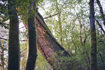 Fototapeta premium Winter Yaskuhima forest in Kyusyu Japan.