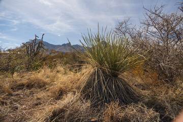 Cactus and shrubs with mountain background at Big Bend National Park, Texas, USA

