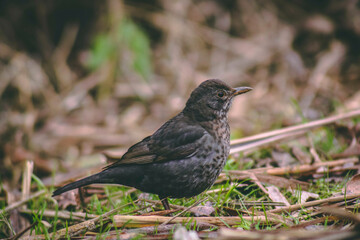 Sparrow In The Gross