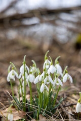 Snowdrops, Podyji, Southern Moravia, Czech Republic