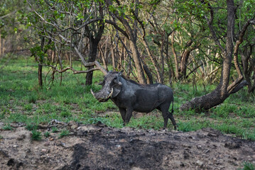 Male common warthog in the african bush