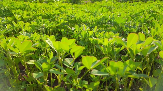 Fenugreek plant in field. Fresh Green Fenugreek Leaves.  It is a most popular Greens and vegetable. Leafy vegetables.
