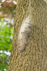 Oak processionary caterpillar nest and web in procession on an oak tree.