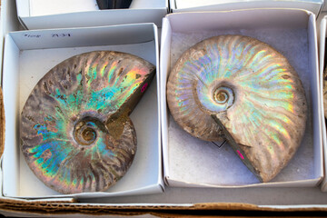 Close-up of the spiral structure of two colorful nautilus shell fossils for sale in boxes. © Jen Wolf
