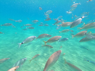 Fototapeta na wymiar Fish group with beautiful blue water