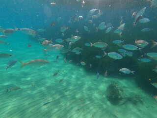 Group of fish with big underwater grass bush