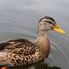 Ente, Wildente, Entchen