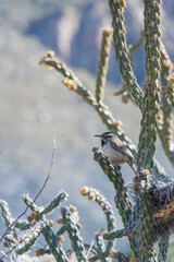 Cactus Wren sitting next to nest in a cactus