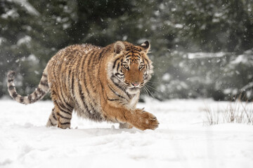 The tiger walks through a snowy meadow.