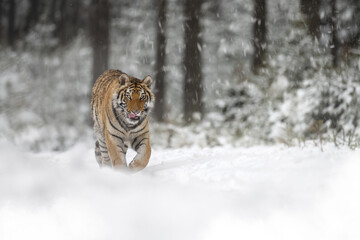 Obraz premium The tiger walks through a snowy meadow.