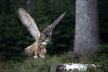 The great eagle owl lands in a tree on a tree stump.