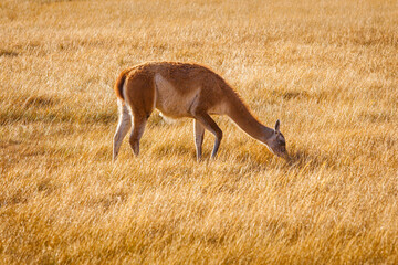 Autumn in Patagonia: Guanaco (Lama guanicoe) grazing on the pampas in Torres del Paine national park