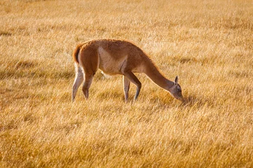 Fotobehang Autumn in Patagonia: Guanaco (Lama guanicoe) grazing on the pampas in Torres del Paine national park © Chris