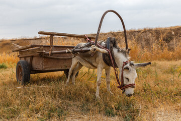donkey with a cart stands in a meadow and eats grass.