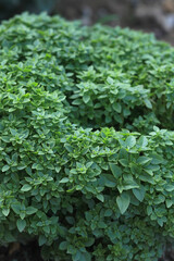 Bush of greek basil in the garden. Green bush
