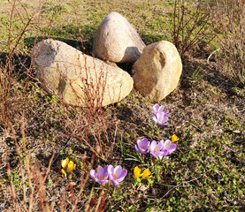 Crocuses. Spring garden. Purple and yellow crocuses. The concept of using crocuses in landscape design. Blooming primroses. Top view. Selective focus. - 478342361