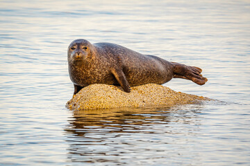 Obraz premium Common seal (Phoca vitulina) lying on a rock in sea off the coast of the Isle of Arran 