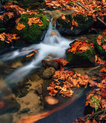 LEAVES IN THE RIVER IN AUTUMN