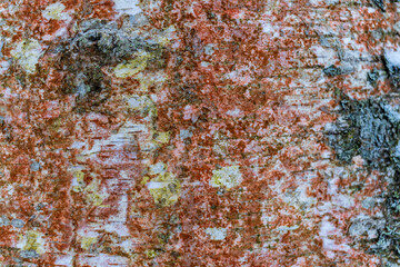 Birch bark texture close-up color -orange