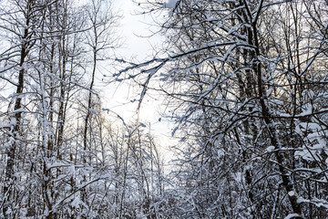 snowy russian winter in the forest