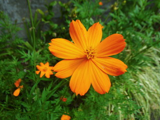 キバナコスモスの花