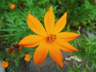 尖ったキバナコスモスの花