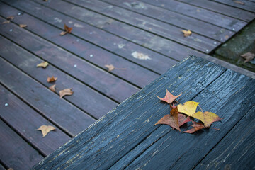 red maple leaf on the ground