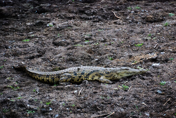 Large Crocodile lying on a river bank in Africa
