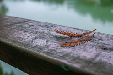 red maple leaf on the ground