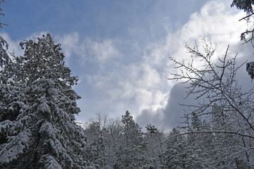 Blue Sky at Canyon Falls on the Sturgeon River with snow covered trees near L'Anse Michigan.