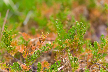 Green leaves on the ground