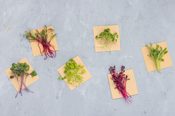 Flat lay top view of microgreens assortment on gray concrete background. Fresh beet, red cabbage, celery, arugula, coriander, amaranth. Healthy lifestyle. Growing sprouts. Green living concept
